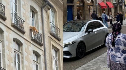 Illustration : A Rennes, un chien longtemps suspendu au 3e &eacute;tage finit par tomber mais sa chute est amortie par un drap tendu par des passants