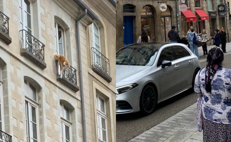 A Rennes, un chien longtemps suspendu au 3e étage finit par tomber mais sa chute est amortie par un drap tendu par des passants