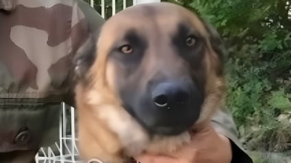 Illustration : Gr&acirc;ce au flair d'un chien gendarme angevin, un homme de 95 ans en hypothermie est retrouv&eacute; et secouru &agrave; temps
