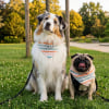 Illustration : Contre l'inflation, le live shopping animalier devient la nouvelle tendance pour g&acirc;ter son chien ou son chat &agrave; prix r&eacute;duit