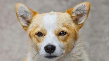 Illustration : Pourquoi votre chien vous fixe-t-il droit dans les yeux quand il fait ses besoins ?
