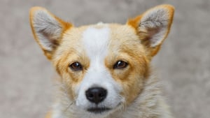 Illustration : "Pourquoi votre chien vous fixe-t-il droit dans les yeux quand il fait ses besoins ?"