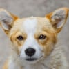 Illustration : Pourquoi votre chien vous fixe-t-il droit dans les yeux quand il fait ses besoins ?