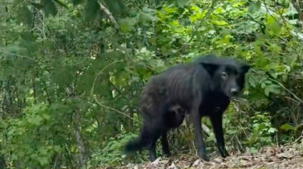 Illustration : Abandonn&eacute;e dans la nature, cette chienne &eacute;puis&eacute;e prot&eacute;geait ses petits co&ucirc;te que co&ucirc;te jusqu'&agrave; l'arriv&eacute;e d'une bienfaitrice (vid&eacute;o)