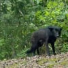 Illustration : Abandonn&eacute;e dans la nature, cette chienne &eacute;puis&eacute;e prot&eacute;geait ses petits co&ucirc;te que co&ucirc;te jusqu'&agrave; l'arriv&eacute;e d'une bienfaitrice (vid&eacute;o)