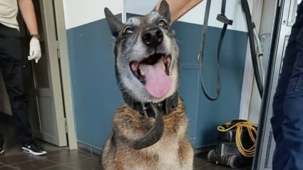 Illustration : Confin&eacute;e dans le coffre d'une voiture quand elle n'&eacute;tait pas exploit&eacute;e, cette chienne de 12 ans est enfin sauv&eacute;e