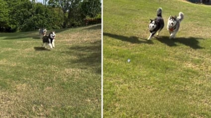 Illustration : Abandonn&eacute;s juste avant la vente de leur maison, ces 2 Huskies sont adopt&eacute;s par le nouveau propri&eacute;taire et retrouvent leur foyer (vid&eacute;o)