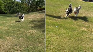Illustration : Abandonnés juste avant la vente de leur maison, ces 2 Huskies sont adoptés par le nouveau propriétaire et retrouvent leur foyer (vidéo)
