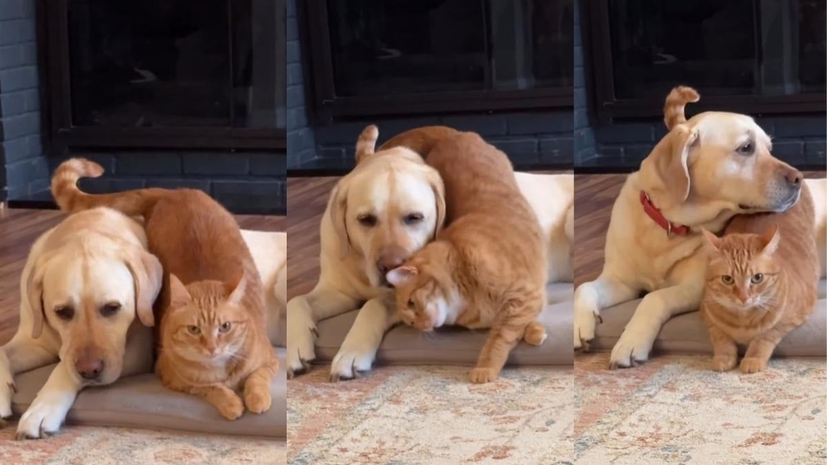 Illustration : "Quand il est d’humeur câline, ce chat roux ne recule devant rien pour montrer son amour à son frère canin (vidéo)"