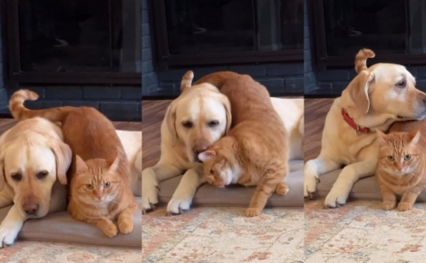 Quand il est d’humeur câline, ce chat roux ne recule devant rien pour montrer son amour à son frère canin (vidéo)