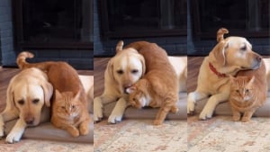 Illustration : Quand il est d’humeur câline, ce chat roux ne recule devant rien pour montrer son amour à son frère canin (vidéo)