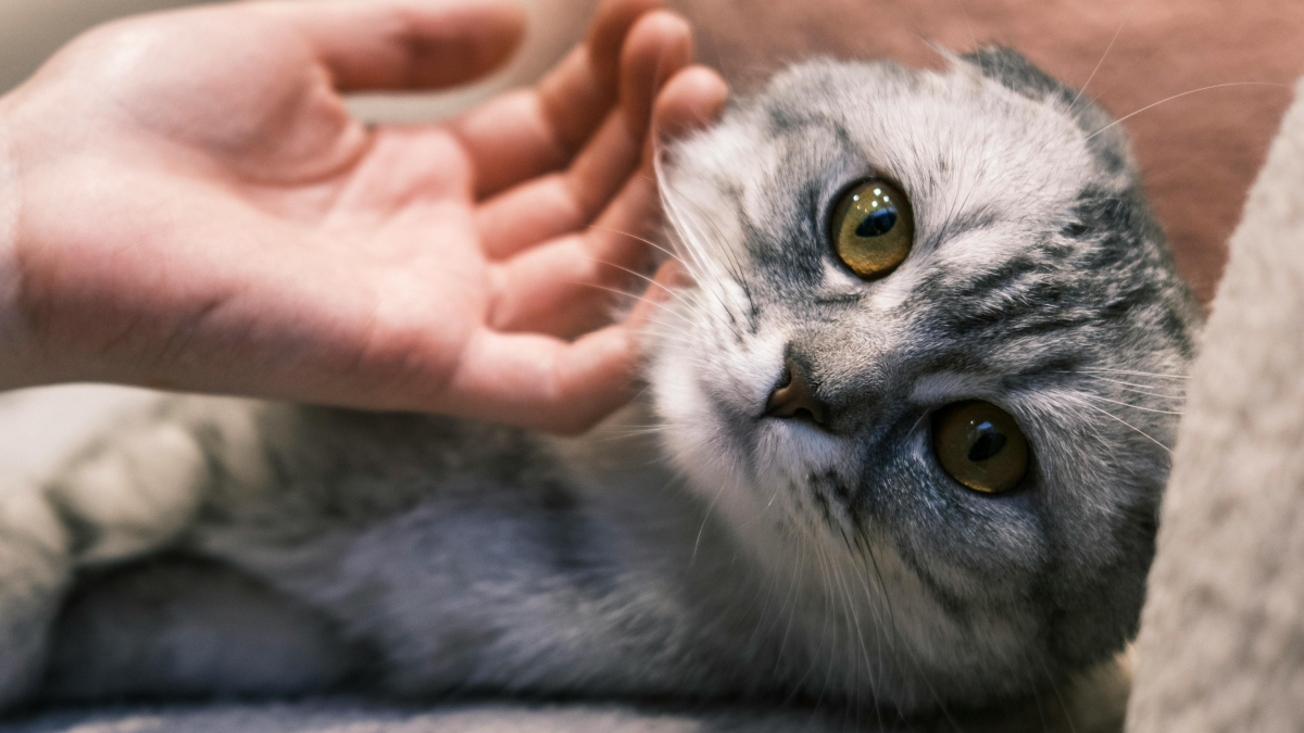 Illustration : "Une étude démontre que les chats différencient la 