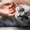 Illustration : Une &eacute;tude d&eacute;montre que les chats diff&eacute;rencient la "voix b&eacute;b&eacute;" de la voix normale
