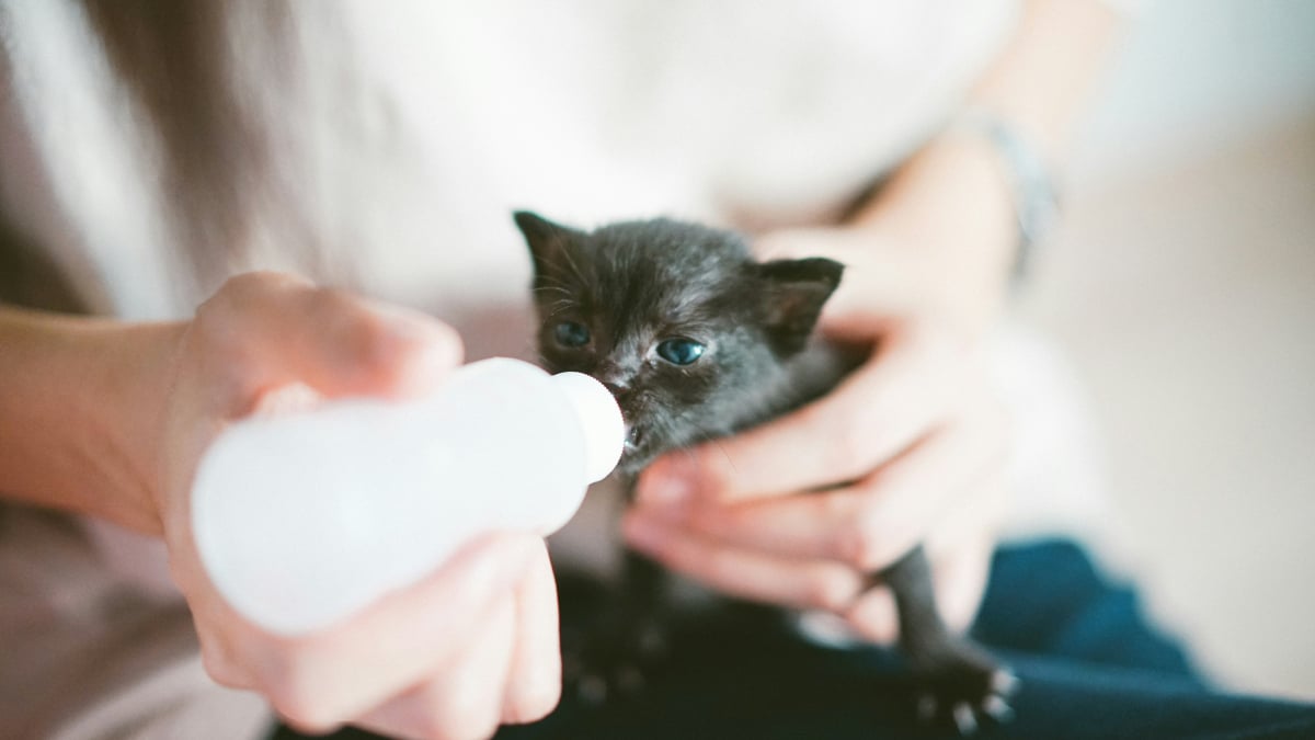 Illustration : "Idée reçue : peut-on donner du lait maternisé pour bébé à un chaton orphelin ?"