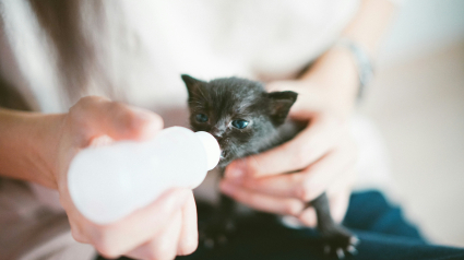 Illustration : Id&eacute;e re&ccedil;ue : peut-on donner du lait maternis&eacute; pour b&eacute;b&eacute; &agrave; un chaton orphelin ?