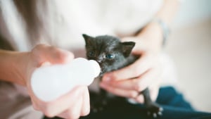 Illustration : "Idée reçue : peut-on donner du lait maternisé pour bébé à un chaton orphelin ?"