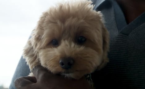 Une station de lecture de puce nouvellement installée par la police permet à un chien perdu de retourner auprès de sa famille