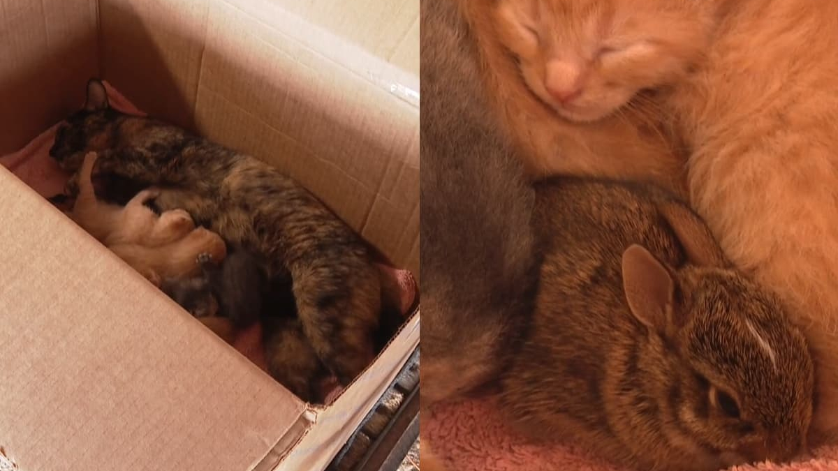 Illustration : "Quelques jours après avoir mis bas, une chatte errante venant d'être recueillie par une famille « adopte » un lapereau"