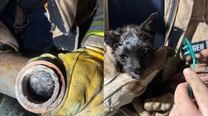 Illustration : Les pompiers sauvent un chaton coinc&eacute; dans un tuyau, l'un d'eux l'adopte et demande l'aide du public pour lui trouver un nom
