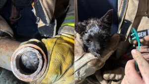 Illustration : Les pompiers sauvent un chaton coincé dans un tuyau, l'un d'eux l'adopte et demande l'aide du public pour lui trouver un nom