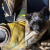 Illustration : Les pompiers sauvent un chaton coinc&eacute; dans un tuyau, l'un d'eux l'adopte et demande l'aide du public pour lui trouver un nom