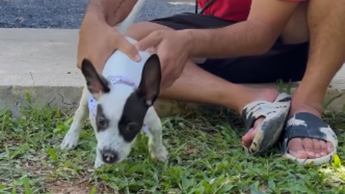 Illustration : "Un chiot errant de 2 mois atteint d’un trouble neurologique apprend à se relever grâce à une équipe bienveillante (vidéo)"