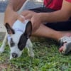 Illustration : Un chiot errant de 2 mois atteint d&rsquo;un trouble neurologique apprend &agrave; se relever gr&acirc;ce &agrave; une &eacute;quipe bienveillante (vid&eacute;o)