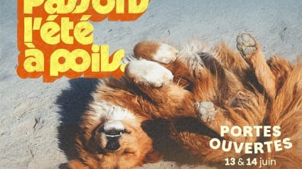 Illustration : Weekend Portes Ouvertes de la SPA, un rendez-vous convivial pour changer la vie des animaux des refuges et &laquo; passer l'&eacute;t&eacute; &agrave; poils &raquo;