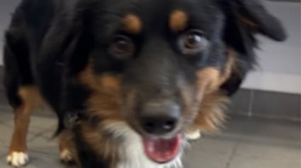 Illustration : D&eacute;couverts chez un particulier concern&eacute; par le syndrome de Diog&egrave;ne, chiens, chats, oiseaux et poissons peuvent d&eacute;sormais envisager une vie meilleure