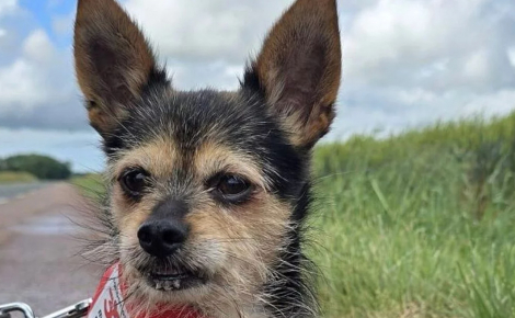 « Il les stocke comme on stocke des meubles », 3 animaux secourus chez un homme déjà signalé pour des faits de maltraitance