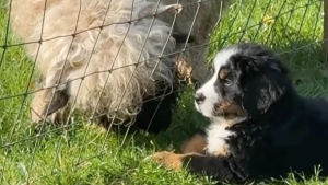 Illustration : Rejetée par tous les animaux de la ferme, une petite chienne Bouvier Bernois trouve enfin l’amitié auprès d’une brebis (vidéo)