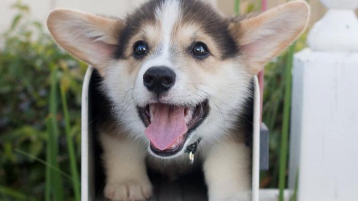 Illustration : "16 photos de chiots qui incarnent la mignonnerie à son plus haut niveau"