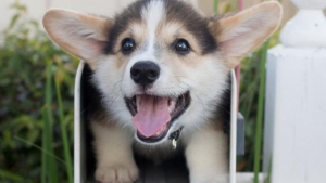 Illustration : 16 photos de chiots qui incarnent la mignonnerie &agrave; son plus haut niveau