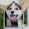 Illustration : 16 photos de chiots qui incarnent la mignonnerie &agrave; son plus haut niveau