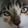 Illustration : Id&eacute;e re&ccedil;ue : les chats voient-ils la vie en noir et blanc ?