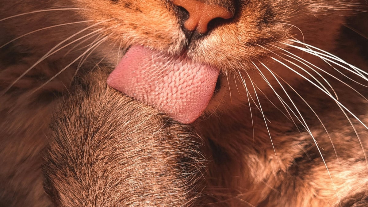 Illustration : "Pourquoi la langue de votre chat est-elle aussi râpeuse qu'un papier de verre ?"