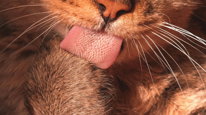 Illustration : Pourquoi la langue de votre chat est-elle aussi r&acirc;peuse qu'un papier de verre ?