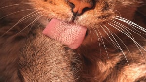 Illustration : "Pourquoi la langue de votre chat est-elle aussi râpeuse qu'un papier de verre ?"