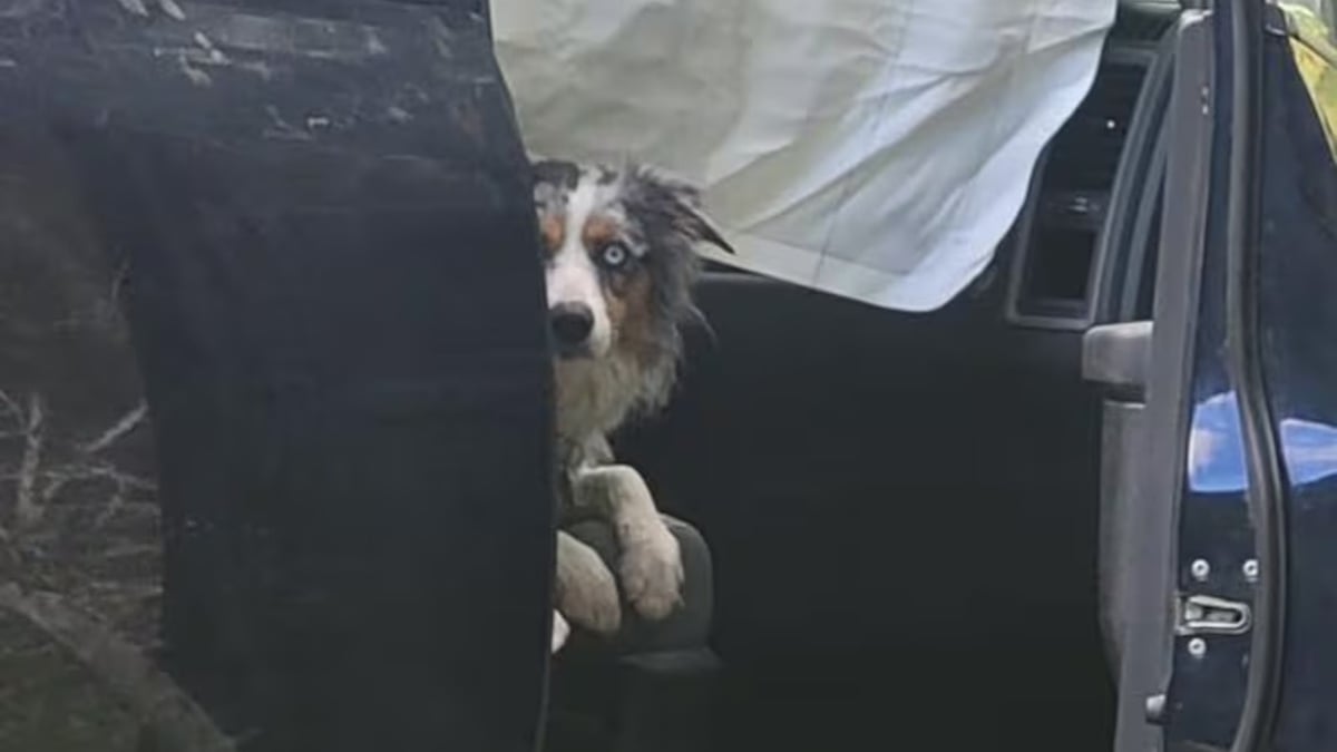 Illustration : "Introuvable depuis un grave accident de voiture cette chienne est découverte 4 jours après dans la camionnette impliquée"
