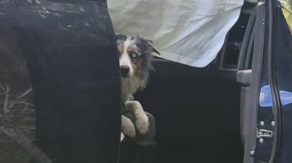Illustration : Introuvable depuis un grave accident de voiture cette chienne est d&eacute;couverte 4 jours apr&egrave;s dans la camionnette impliqu&eacute;e
