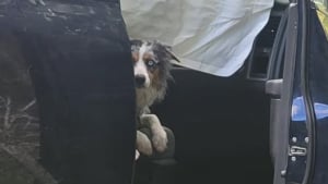 Illustration : Introuvable depuis un grave accident de voiture cette chienne est découverte 4 jours après dans la camionnette impliquée