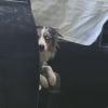 Illustration : Introuvable depuis un grave accident de voiture cette chienne est d&eacute;couverte 4 jours apr&egrave;s dans la camionnette impliqu&eacute;e