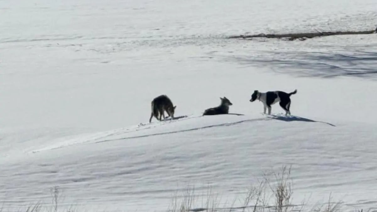 Illustration : "Disparu depuis 1 an, ce chien a survécu en compagnie d'une meute de coyotes, avant de retrouver sa famille"