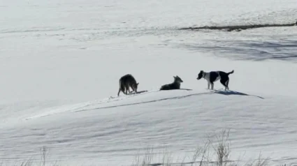 Illustration : Disparu depuis 1 an, ce chien a surv&eacute;cu en compagnie d'une meute de coyotes, avant de retrouver sa famille