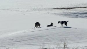 Illustration : Disparu depuis 1 an, ce chien a survécu en compagnie d'une meute de coyotes, avant de retrouver sa famille