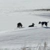 Illustration : Disparu depuis 1 an, ce chien a surv&eacute;cu en compagnie d'une meute de coyotes, avant de retrouver sa famille
