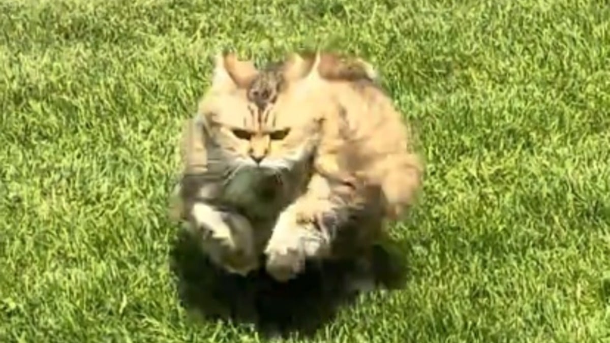 Illustration : "Cette chatte en surpoids et diabétique participe aux séances de sport en famille avec plus ou moins d'enthousiasme (vidéo)"