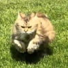 Illustration : Cette chatte en surpoids et diab&eacute;tique participe aux s&eacute;ances de sport en famille avec plus ou moins d'enthousiasme (vid&eacute;o)