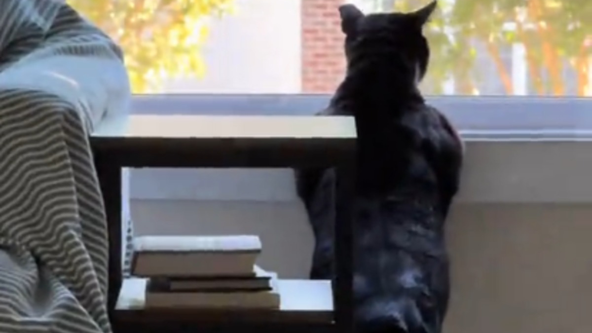 Illustration : "Cet ancien chat des rues affiche une impressionnante musculature façonnée par sa vie d'errance depuis la fenêtre de sa nouvelle maison (vidéo)"