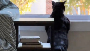 Illustration : Cet ancien chat des rues affiche une impressionnante musculature façonnée par sa vie d'errance depuis la fenêtre de sa nouvelle maison (vidéo)